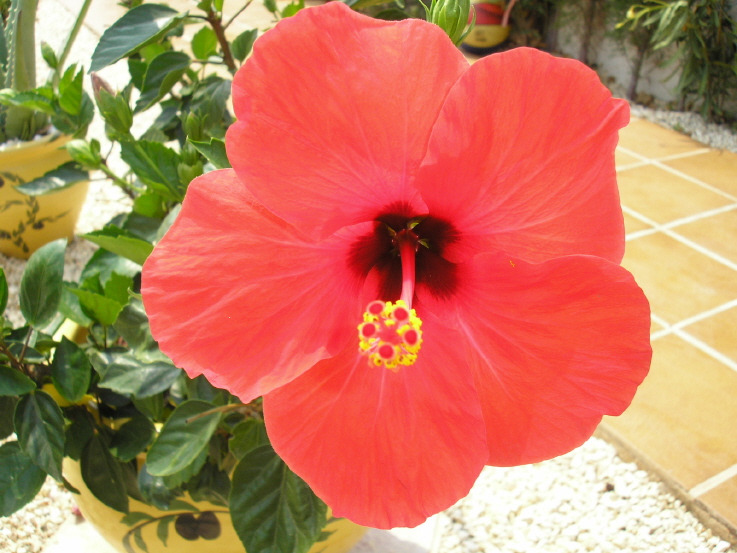 Hibiscus Picture 2 - Large Image